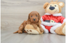 Mini Goldendoodle Puppy for Adoption