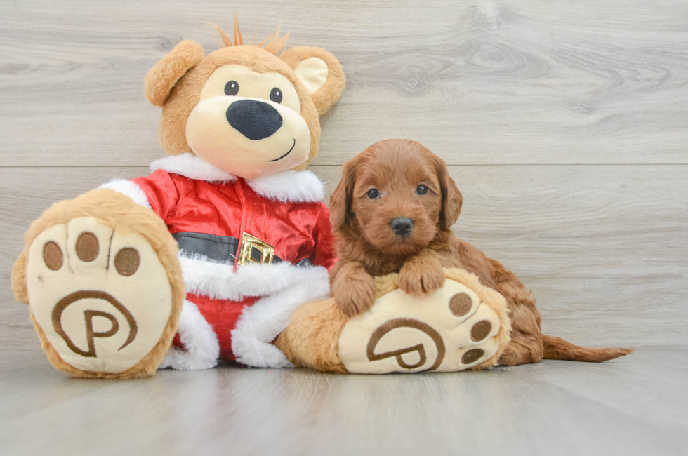 6 week old Mini Goldendoodle Puppy For Sale - Simply Southern Pups