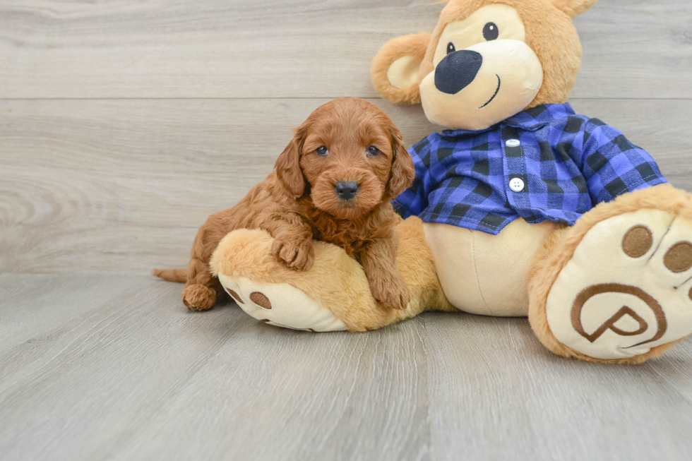 Adorable Golden Retriever Poodle Mix Poodle Mix Puppy