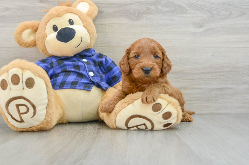 5 week old Mini Goldendoodle Puppy For Sale - Simply Southern Pups