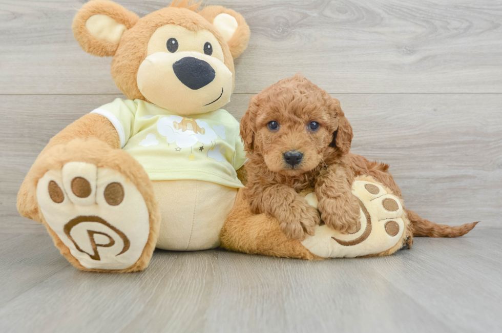 5 week old Mini Goldendoodle Puppy For Sale - Simply Southern Pups