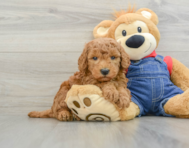 7 week old Mini Goldendoodle Puppy For Sale - Simply Southern Pups