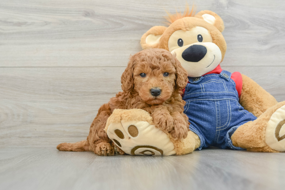 Happy Mini Goldendoodle Baby