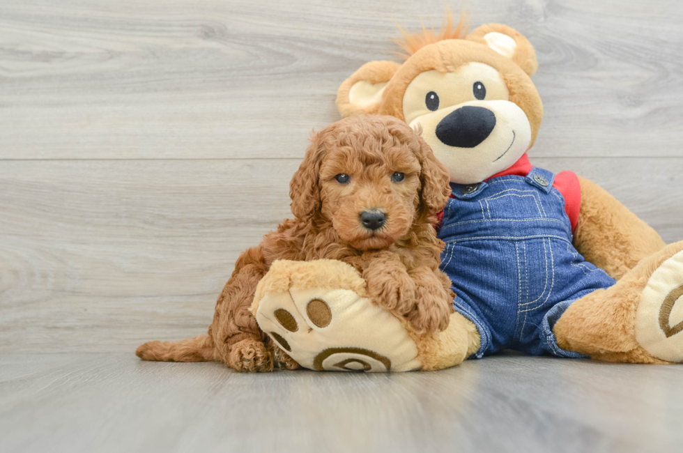 6 week old Mini Goldendoodle Puppy For Sale - Simply Southern Pups