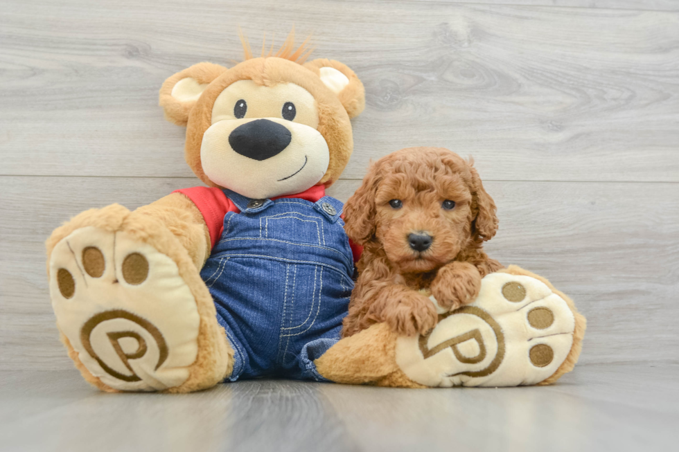 Smart Mini Goldendoodle Poodle Mix Pup