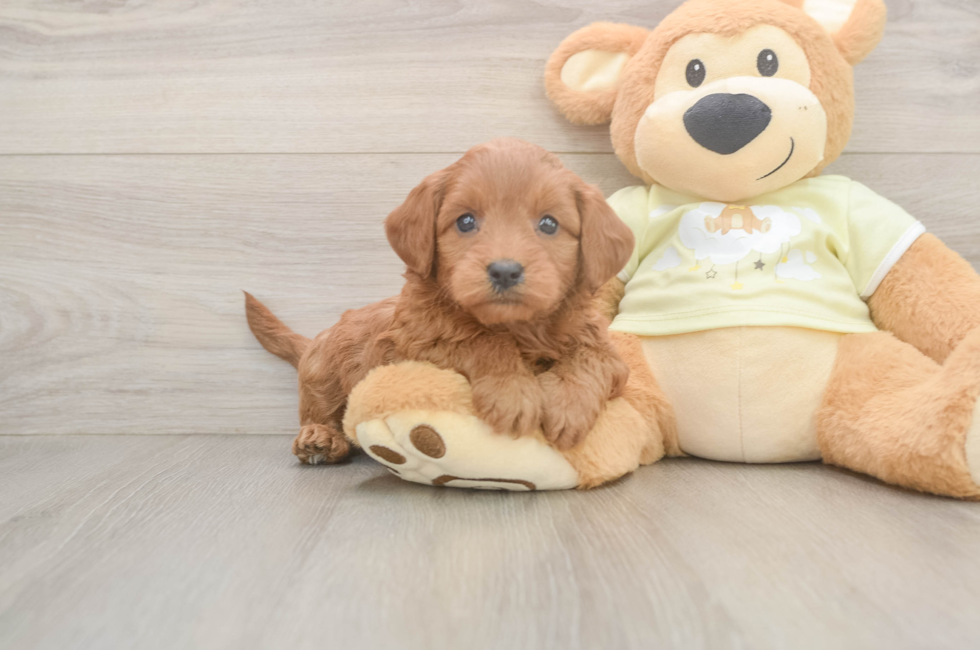 6 week old Mini Goldendoodle Puppy For Sale - Simply Southern Pups