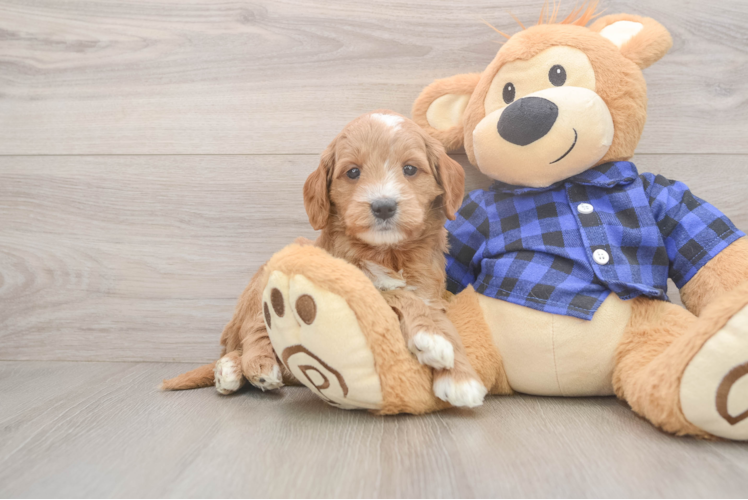 Small Mini Goldendoodle Baby