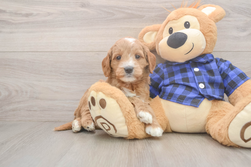 5 week old Mini Goldendoodle Puppy For Sale - Simply Southern Pups