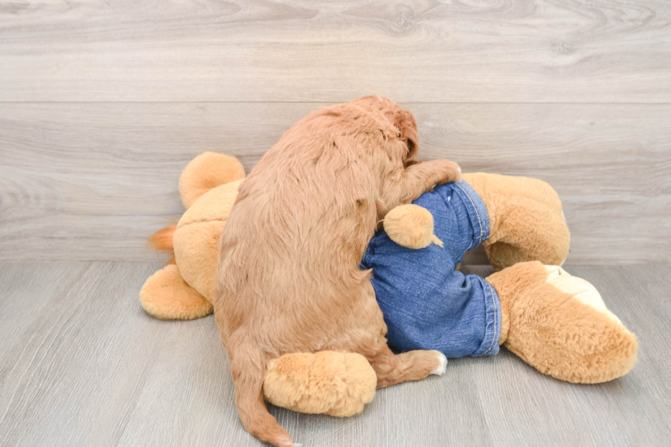 Best Mini Goldendoodle Baby
