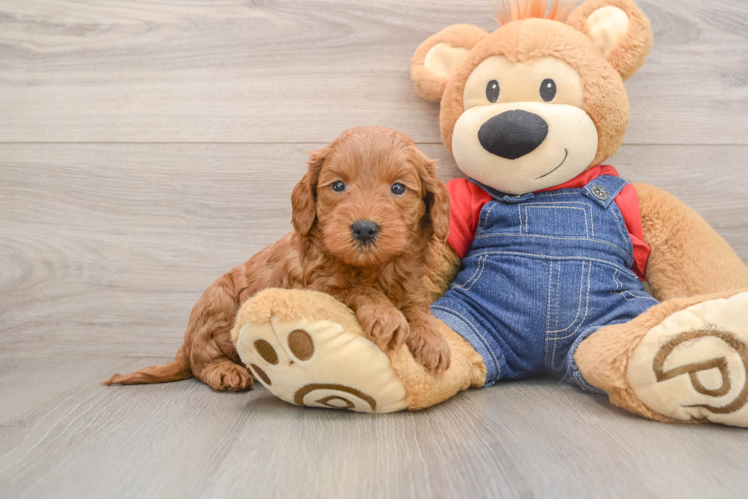 Mini Goldendoodle Pup Being Cute