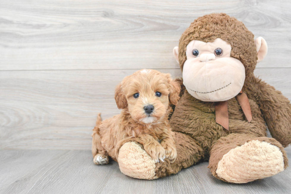 Adorable Golden Retriever Poodle Mix Puppy