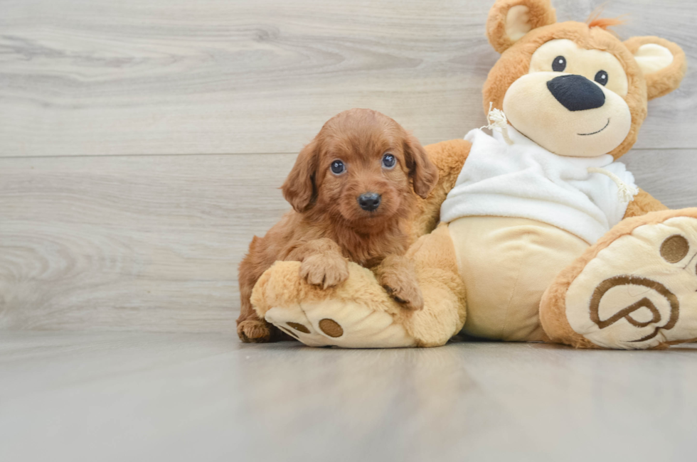 6 week old Mini Goldendoodle Puppy For Sale - Simply Southern Pups