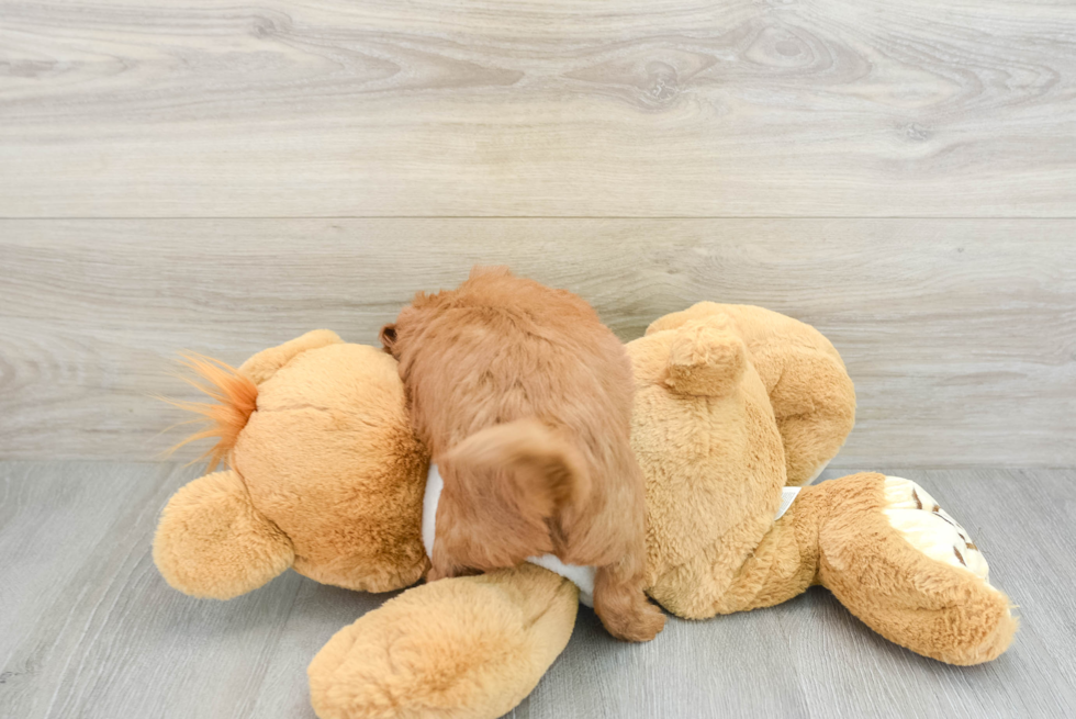 Small Mini Goldendoodle Baby