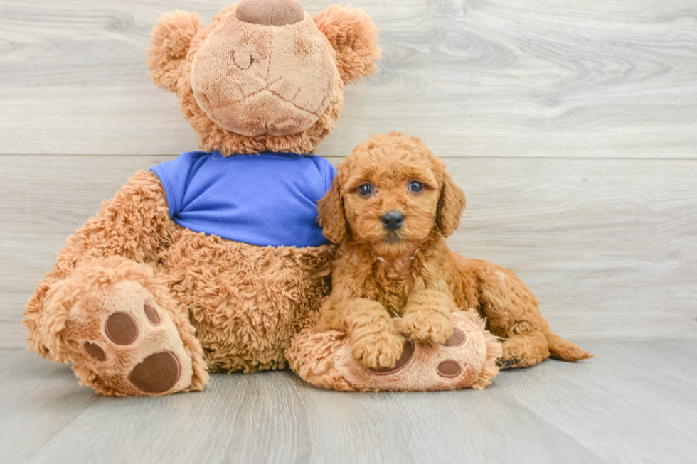 Happy Mini Goldendoodle Baby