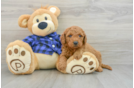 Mini Goldendoodle Puppy for Adoption