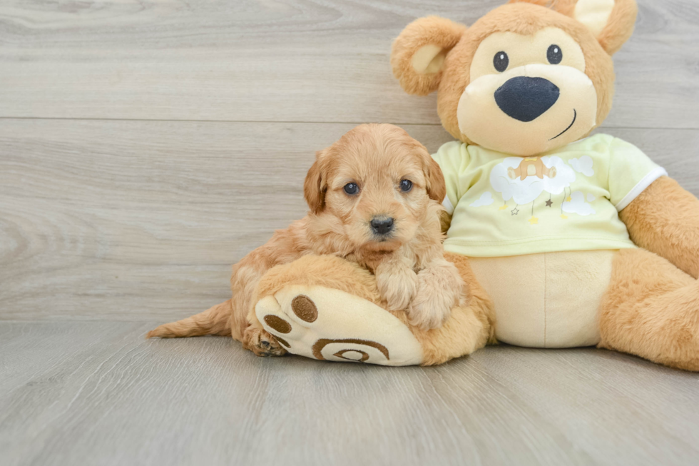 Small Mini Goldendoodle Baby