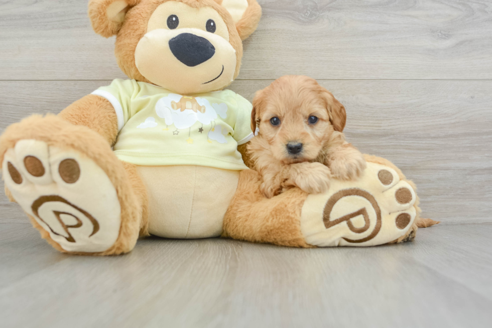 Mini Goldendoodle Pup Being Cute