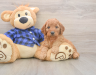 6 week old Mini Goldendoodle Puppy For Sale - Simply Southern Pups