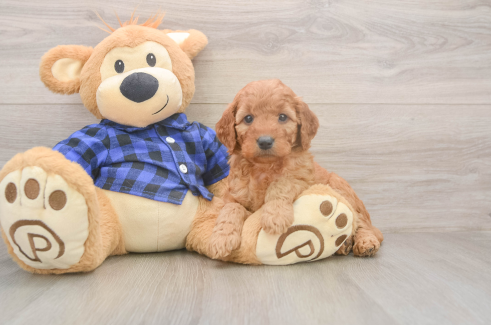 5 week old Mini Goldendoodle Puppy For Sale - Simply Southern Pups