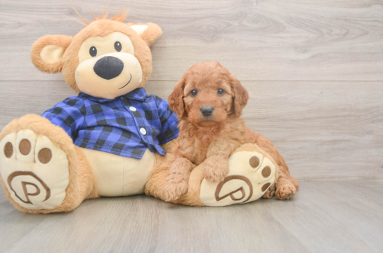 Mini Goldendoodle Puppy for Adoption
