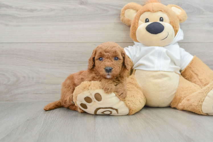 Best Mini Goldendoodle Baby