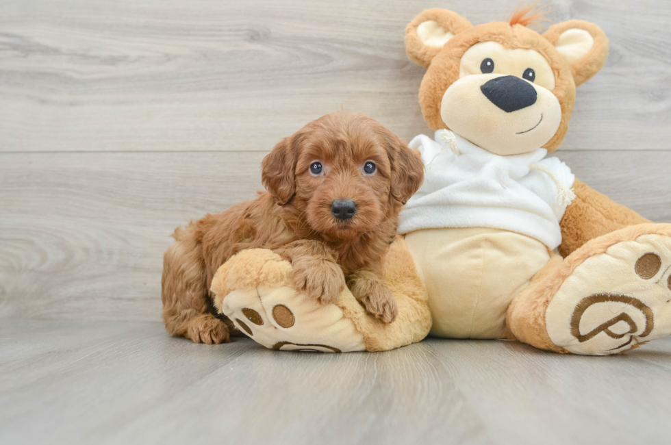 6 week old Mini Goldendoodle Puppy For Sale - Simply Southern Pups