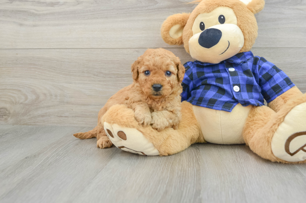 5 week old Mini Goldendoodle Puppy For Sale - Simply Southern Pups