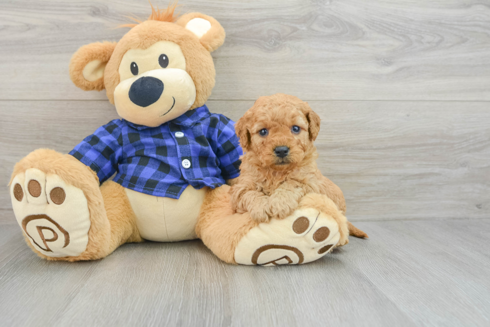 Mini Goldendoodle Pup Being Cute