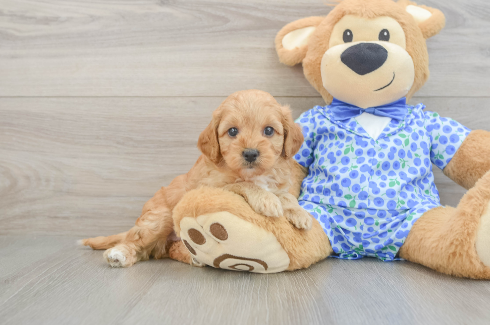 6 week old Mini Goldendoodle Puppy For Sale - Simply Southern Pups