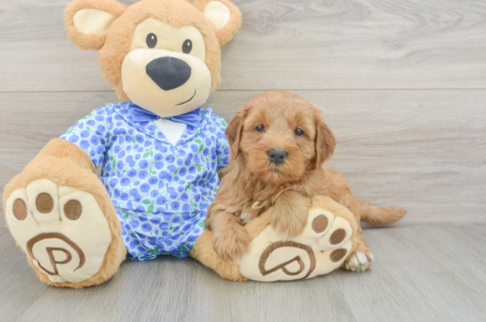 6 week old Mini Goldendoodle Puppy For Sale - Simply Southern Pups