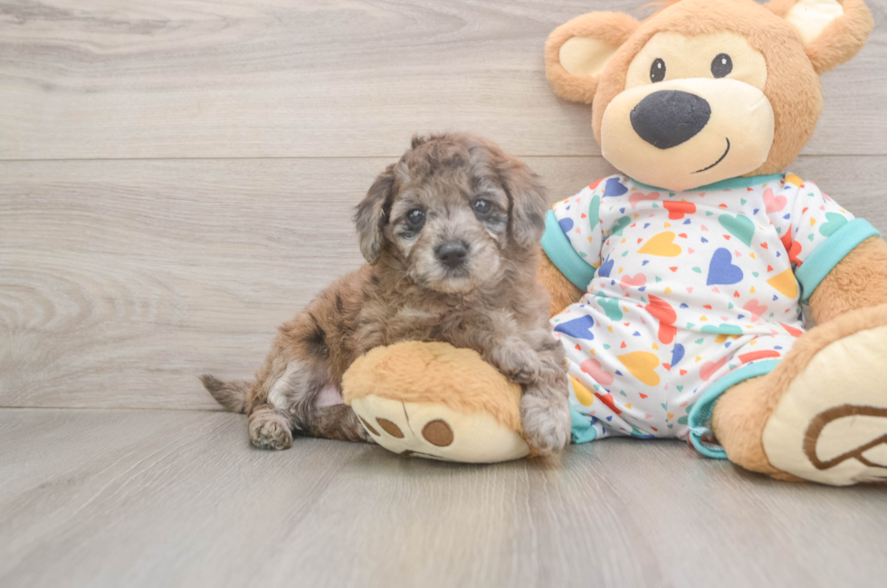 5 week old Mini Goldendoodle Puppy For Sale - Simply Southern Pups