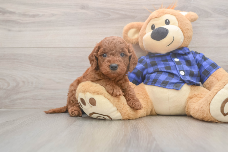 Cute Mini Goldendoodle Baby