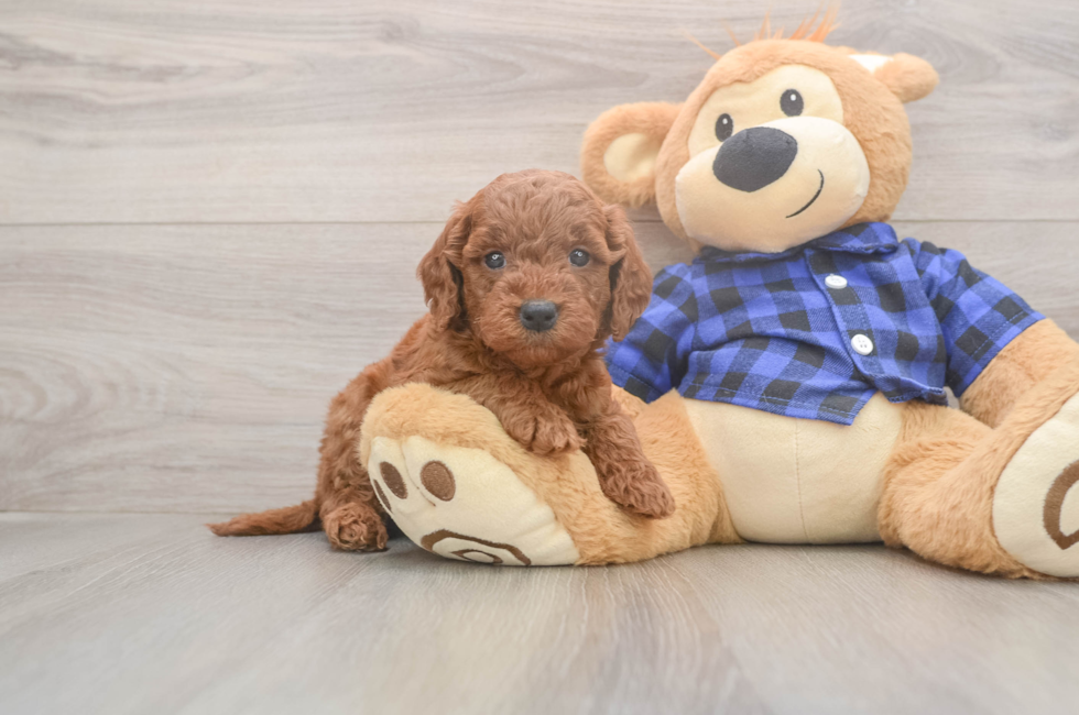 5 week old Mini Goldendoodle Puppy For Sale - Simply Southern Pups