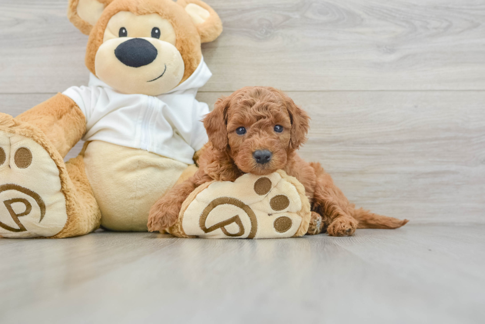 Best Mini Goldendoodle Baby