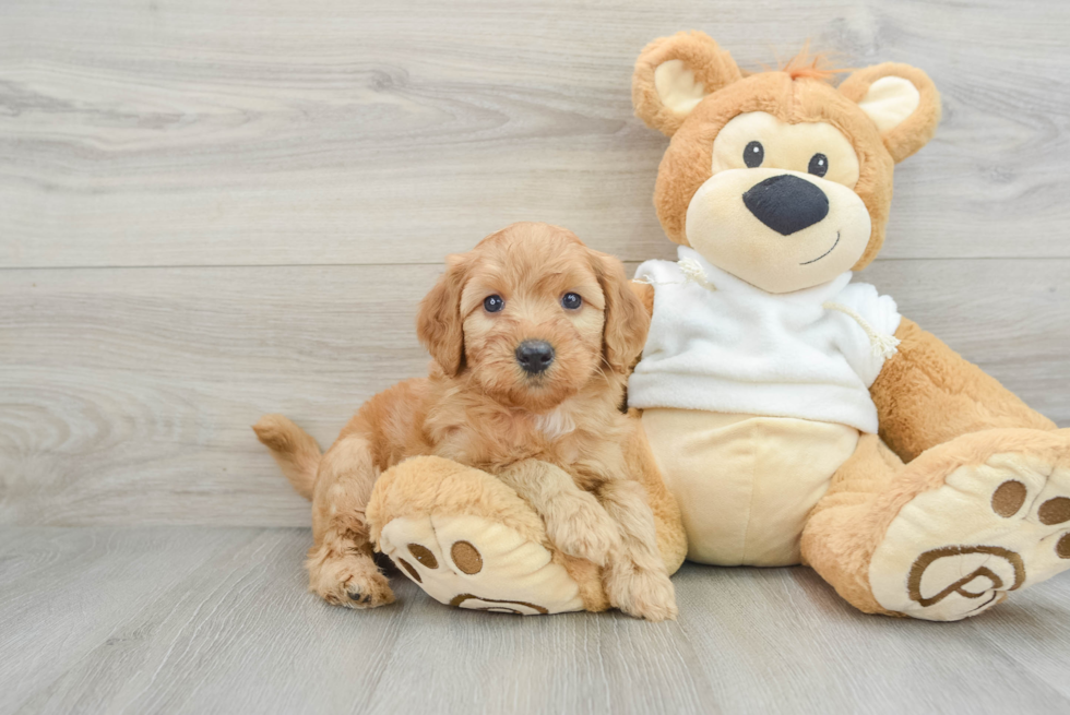 Best Mini Goldendoodle Baby