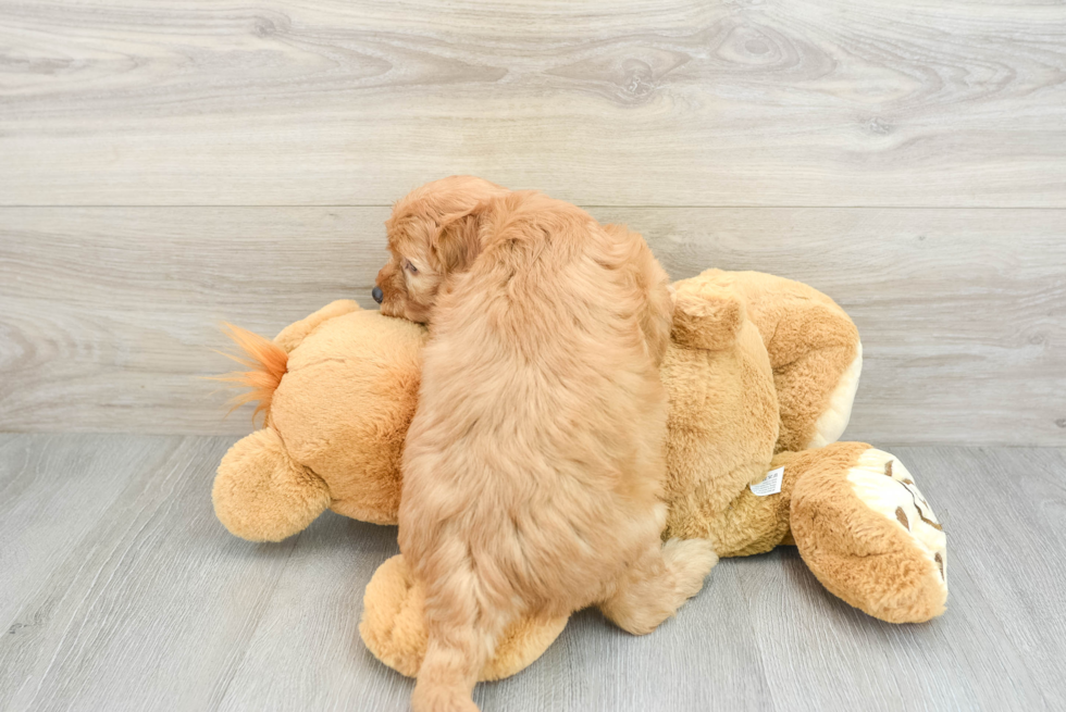 Adorable Golden Retriever Poodle Mix Poodle Mix Puppy