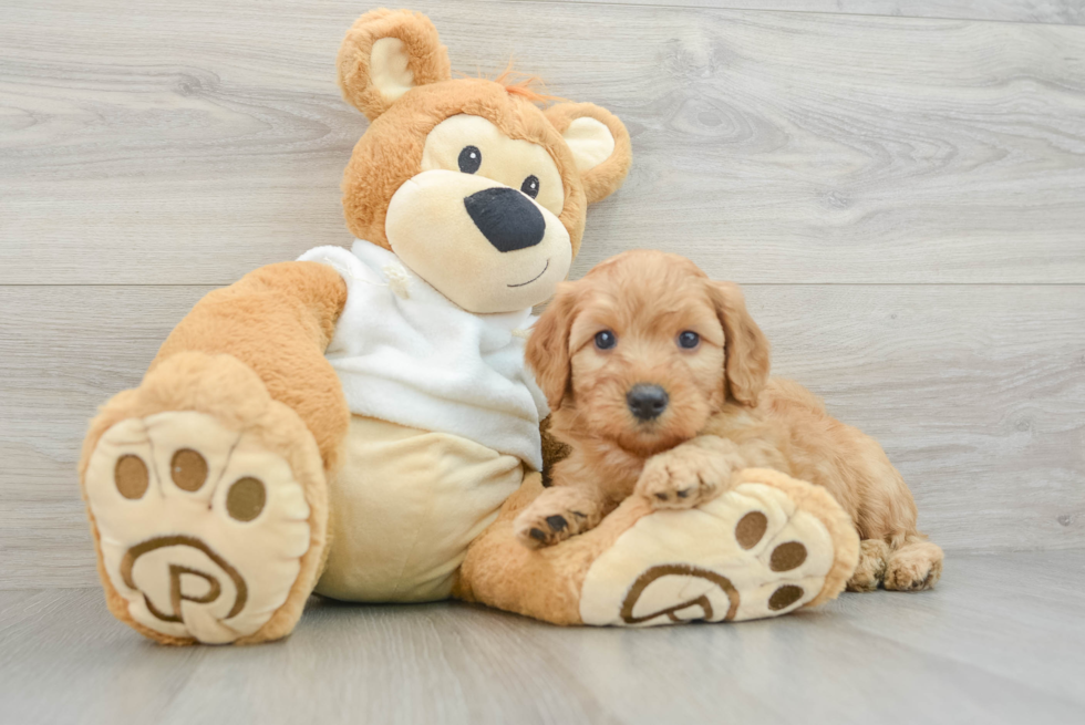 Mini Goldendoodle Pup Being Cute