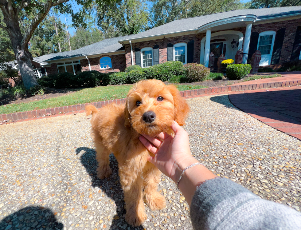 Cute Mini Goldendoodle Poodle Mix Pup