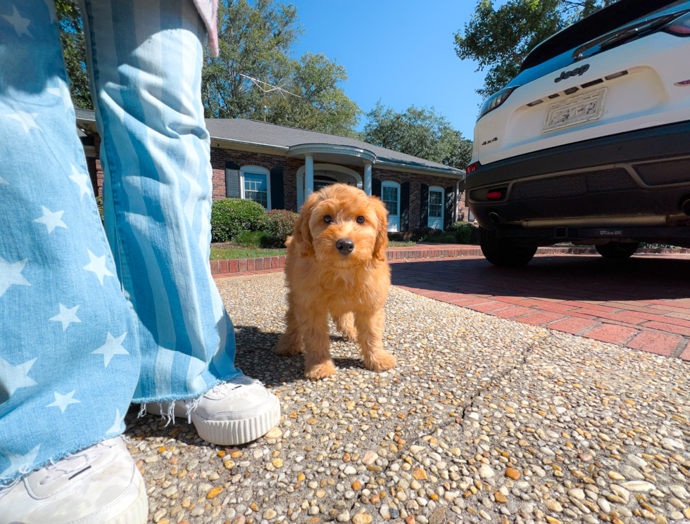 Cute Mini Goldendoodle Poodle Mix Pup