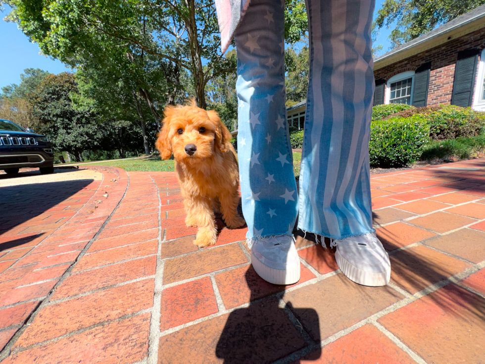 Best Mini Goldendoodle Baby