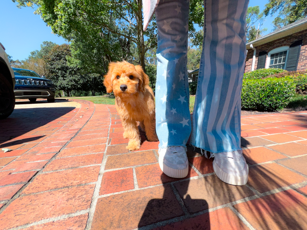 Cute Mini Goldendoodle Poodle Mix Pup