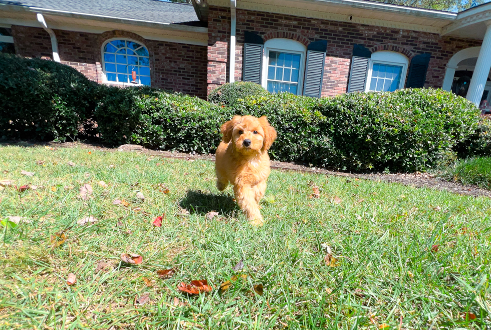 Cute Mini Goldendoodle Baby