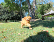 11 week old Mini Goldendoodle Puppy For Sale - Simply Southern Pups