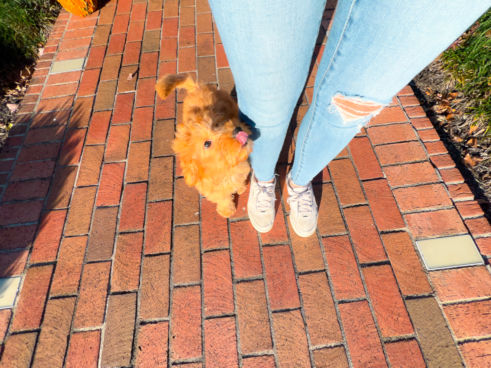 Cute Mini Goldendoodle Poodle Mix Pup