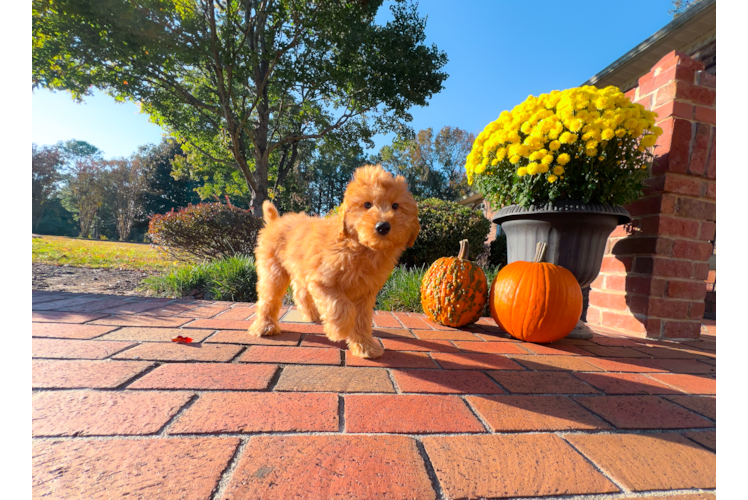 Mini Goldendoodle Pup Being Cute