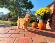 11 week old Mini Goldendoodle Puppy For Sale - Simply Southern Pups