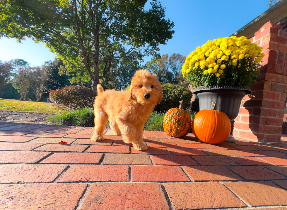 Mini Goldendoodle Pup Being Cute