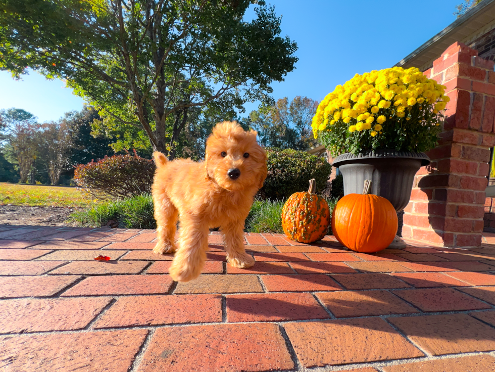 Cute Mini Goldendoodle Poodle Mix Pup