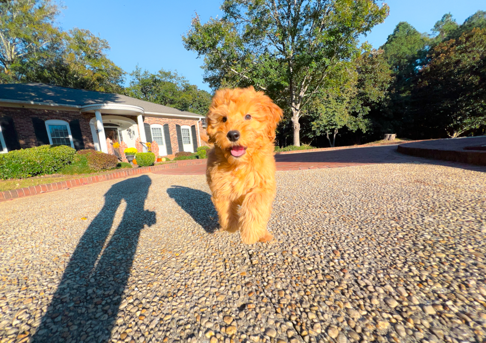 Cute Mini Goldendoodle Baby