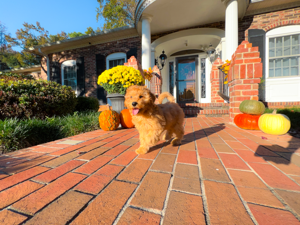 Cute Mini Goldendoodle Baby